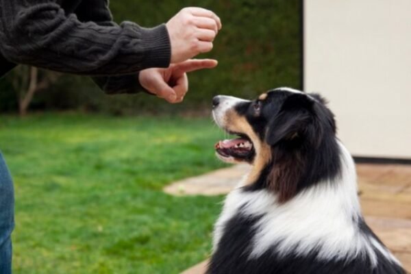 Bark Buddy